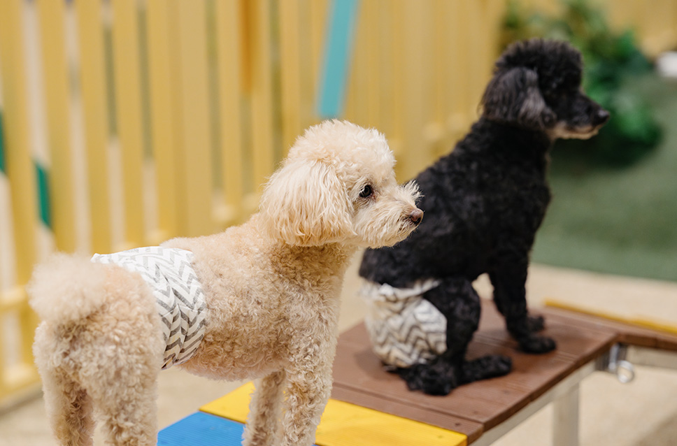 스페셜 오퍼 이미지