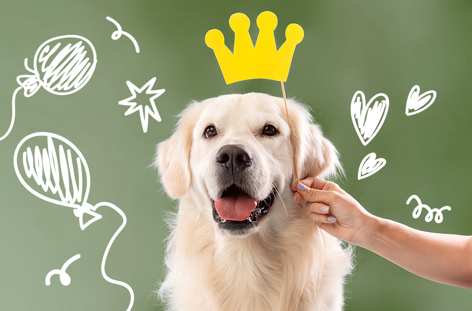 스페셜 오퍼 이벤트 이미지