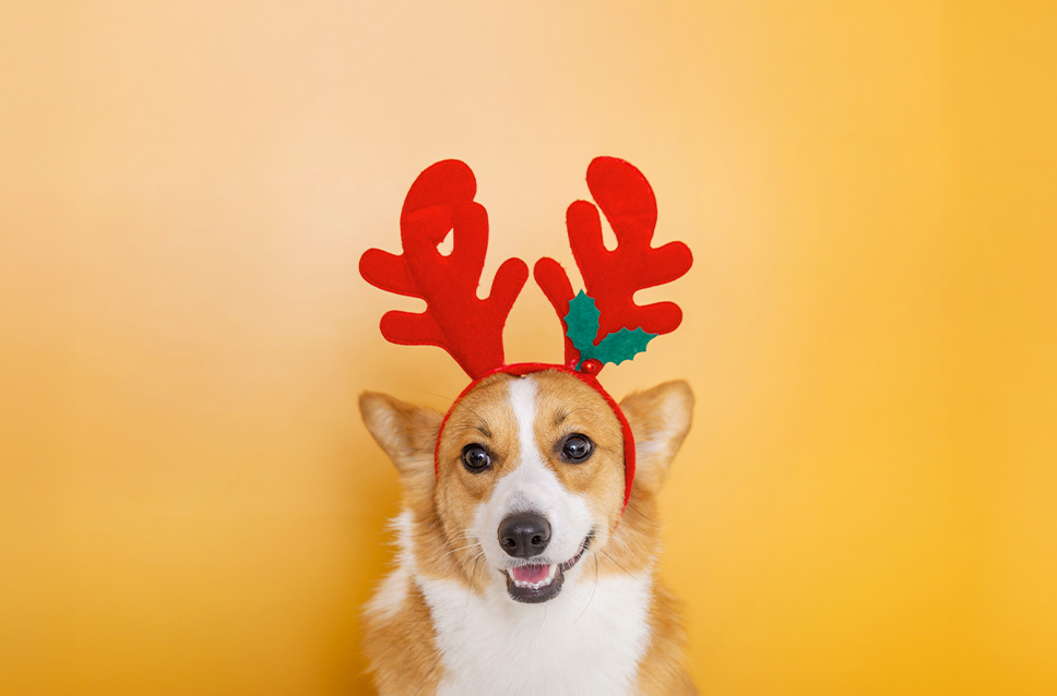 스페셜 오퍼 이미지