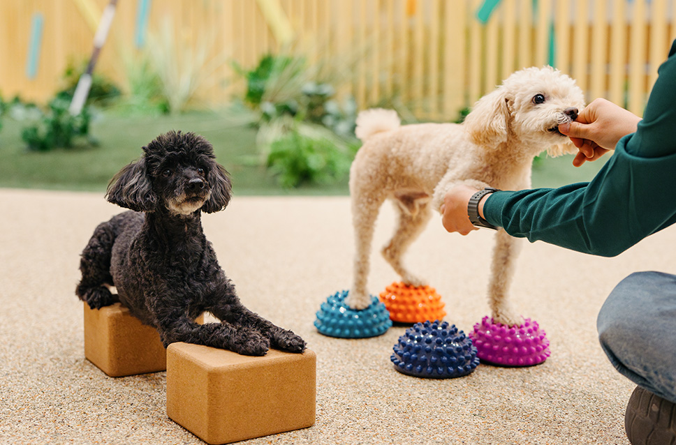 스페셜 오퍼 이미지